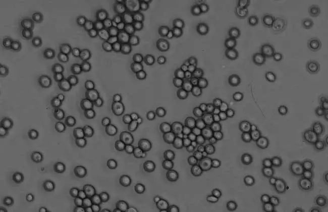 它被称为闭着眼都可以入的新西兰好物，小红书上已抢疯！