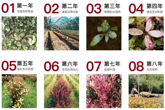 它被称为闭着眼都可以入的新西兰好物，小红书上已抢疯！