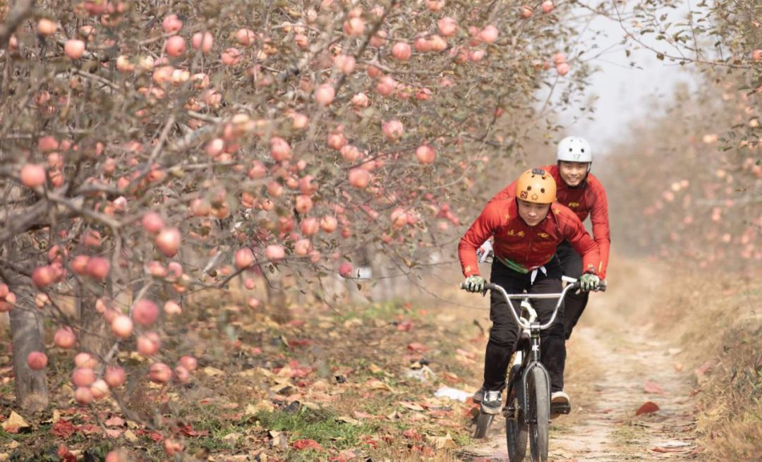 延安洛川冰糖心苹果果香浓郁,延安洛川正宗苹果很好吃吗