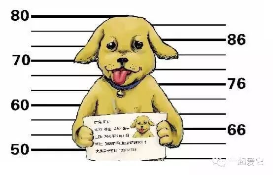 狗几个月办理狗证合适,多宠家庭怎么办狗证