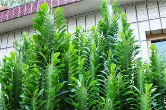 门口正对着适合摆放的绿植,正对入户门摆什么绿植最好看