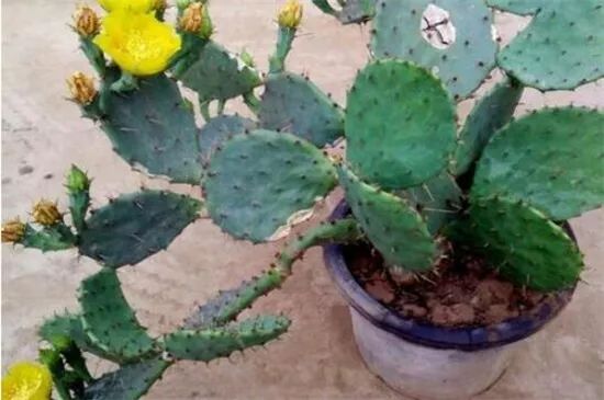 门口正对着适合摆放的绿植,正对入户门摆什么绿植最好看