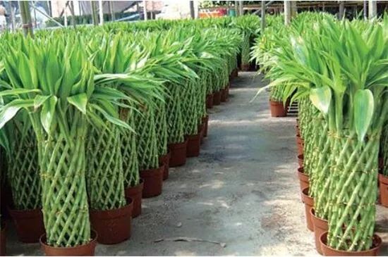 门口正对着适合摆放的绿植,正对入户门摆什么绿植最好看