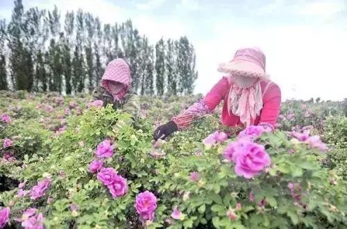 香水身体乳推荐哪款,好用的香水身体乳推荐