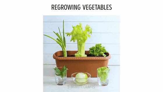 在家种菜，不用土不用肥，“一张纸”就搞定