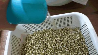 在家种菜，不用土不用肥，“一张纸”就搞定