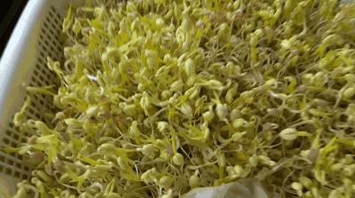 在家种菜，不用土不用肥，“一张纸”就搞定