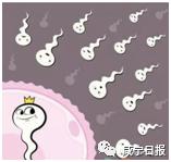 今天想跟你聊聊“羞羞”的事儿，和精子卵子有关
