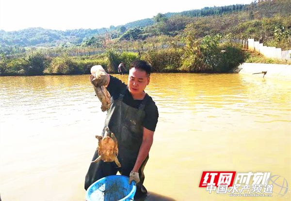 生态甲鱼个头大、肉质细密,价格比普通甲鱼高,却供不应求,甲鱼司令年入百万