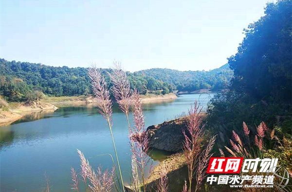 生态甲鱼个头大、肉质细密,价格比普通甲鱼高,却供不应求,甲鱼司令年入百万