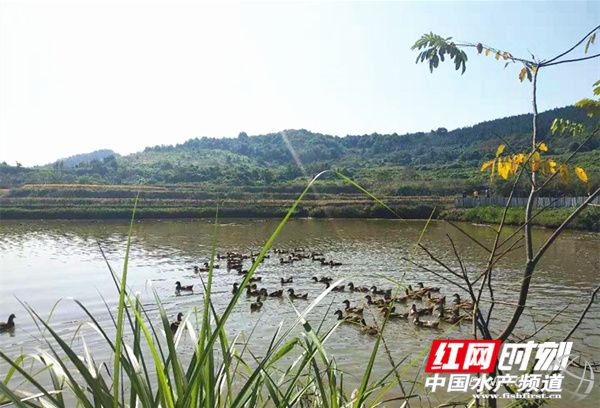 生态甲鱼个头大、肉质细密,价格比普通甲鱼高,却供不应求,甲鱼司令年入百万