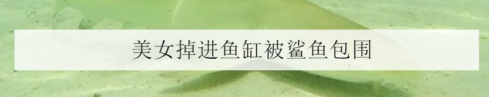 海水小百科四间雀,海底小百科帝王蟹