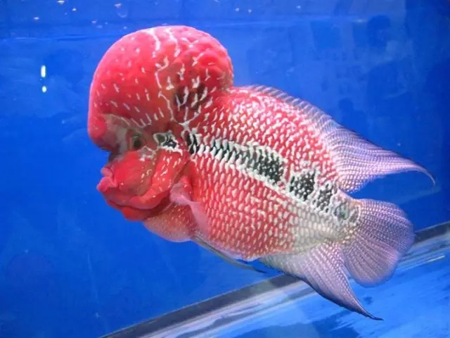 培菌石开缸,生态缸如何快速培菌