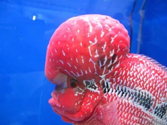 培菌石开缸,生态缸如何快速培菌