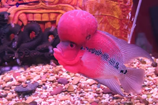 培菌石开缸,生态缸如何快速培菌