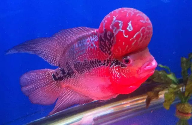 培菌石开缸,生态缸如何快速培菌