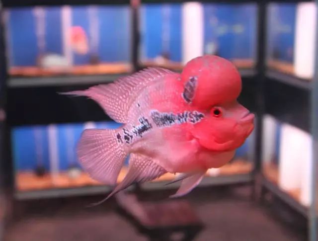 培菌石开缸,生态缸如何快速培菌