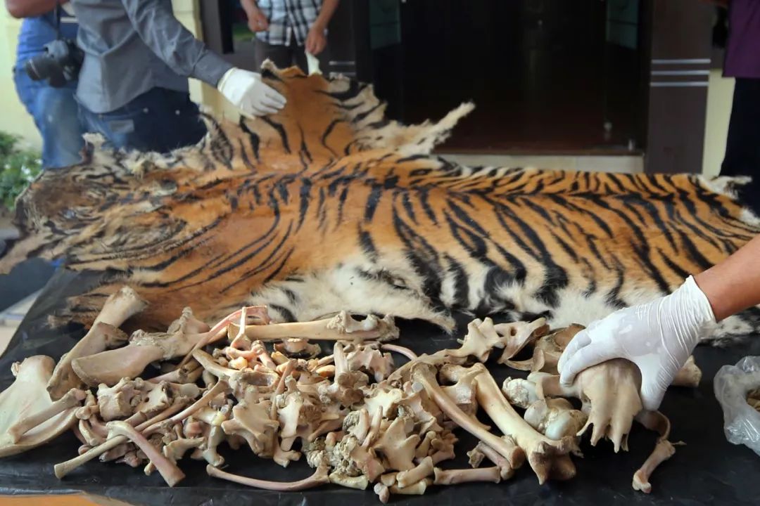 瑙ｇ閲庣敓鍔ㄧ墿,閲庣敓鍔ㄧ墿瑙ｇ