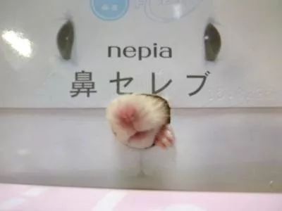 日本治疗鼻炎神药,日本治鼻炎的最佳方法