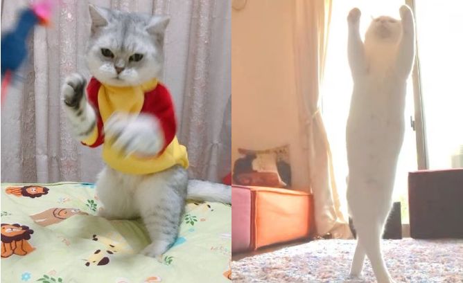 我的简历我的优势,我的简历优势怎么写