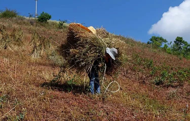 它被称“五谷之王”，泡水喝，清脂肪降三高，养生抗衰老！