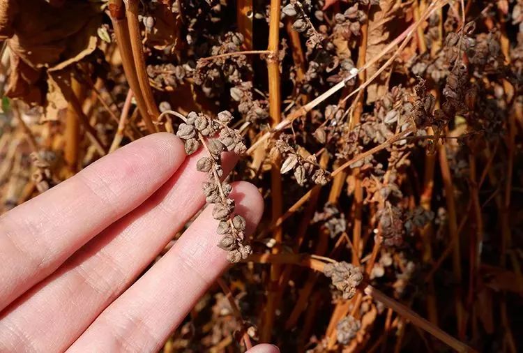 它被称“五谷之王”，泡水喝，清脂肪降三高，养生抗衰老！