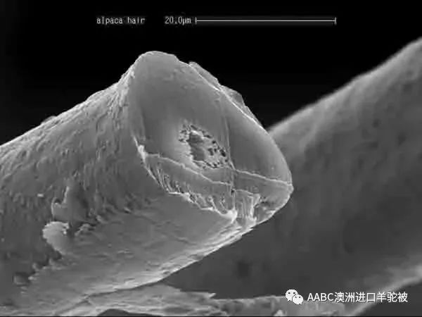 羊驼毛和羊绒哪个高档,一线品牌羊驼毛