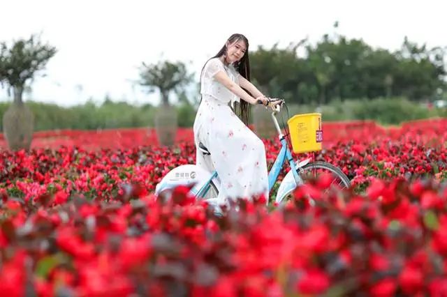 大理云海花海,大理花海漫步