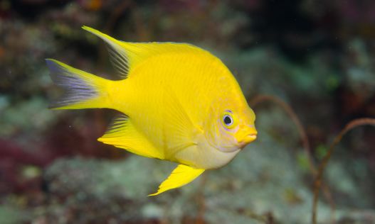 海水小百科四间雀,海底小百科帝王蟹