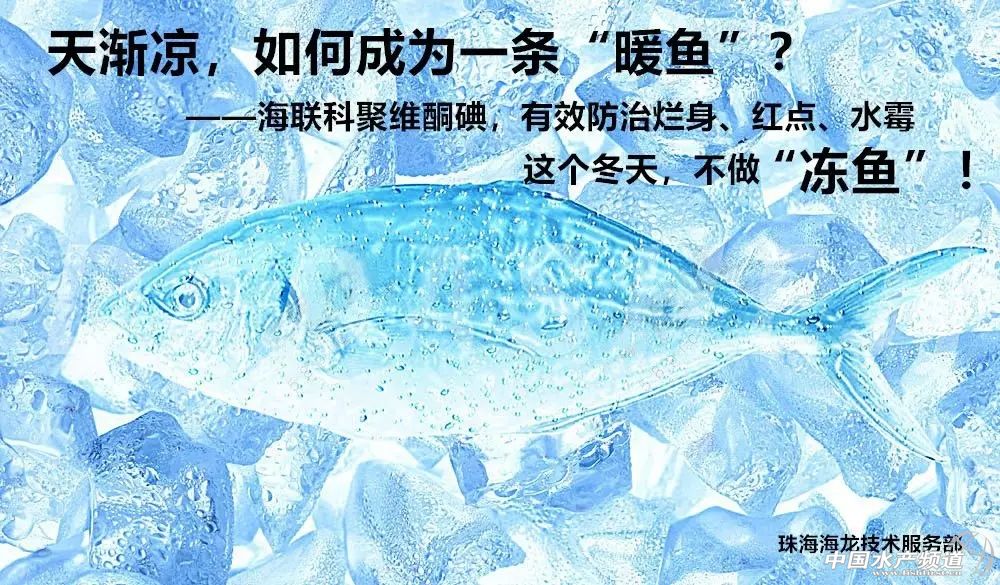 越冬期生鱼的红点、烂身、水霉病防治总结！