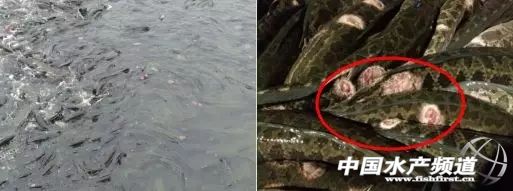 越冬期生鱼的红点、烂身、水霉病防治总结！