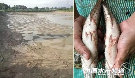 越冬期生鱼的红点、烂身、水霉病防治总结！