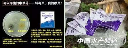 越冬期生鱼的红点、烂身、水霉病防治总结！