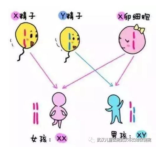 多吃热干面生儿子，每天喝醋得闺女？这些“秘方”靠谱吗？