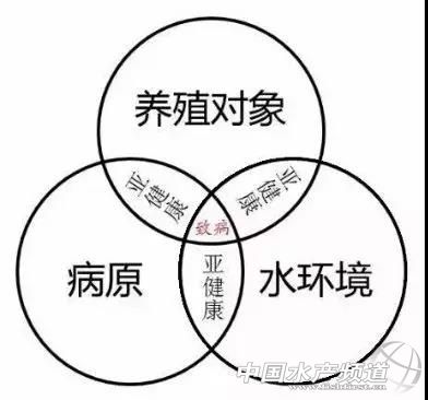 草鱼青头白尾怎么治,草鱼应该怎么处理