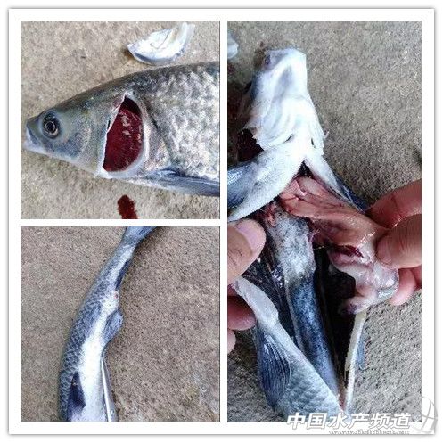 草鱼青头白尾怎么治,草鱼应该怎么处理
