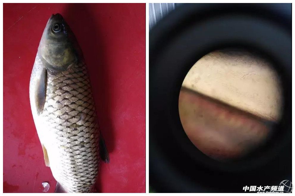 草鱼青头白尾怎么治,草鱼应该怎么处理