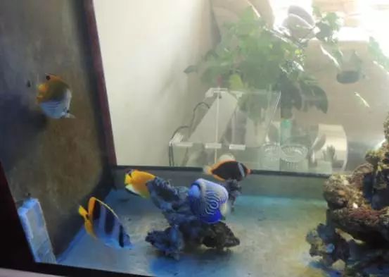 海水鱼小白点病物理治疗,海水鱼白点病怎么快速治疗