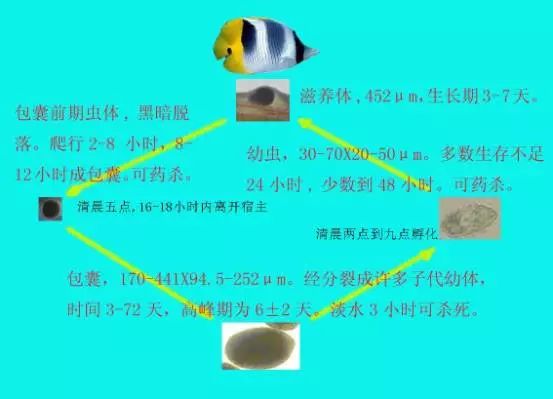 海水鱼小白点病物理治疗,海水鱼白点病怎么快速治疗