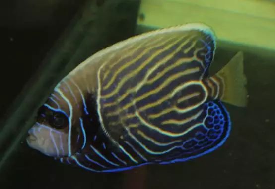 海水鱼小白点病物理治疗,海水鱼白点病怎么快速治疗