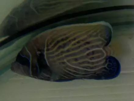 海水鱼小白点病物理治疗,海水鱼白点病怎么快速治疗