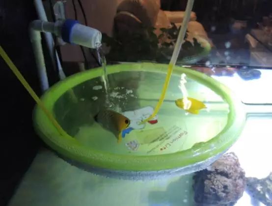 海水鱼小白点病物理治疗,海水鱼白点病怎么快速治疗