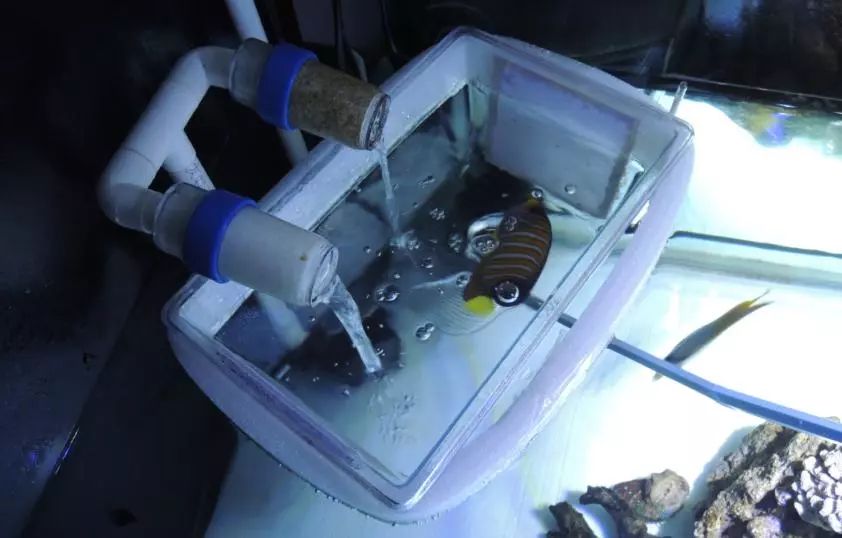 海水鱼小白点病物理治疗,海水鱼白点病怎么快速治疗