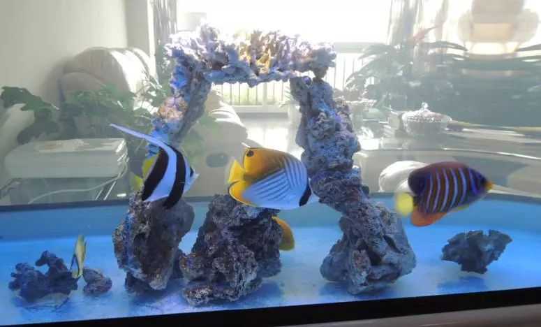 海水鱼小白点病物理治疗,海水鱼白点病怎么快速治疗