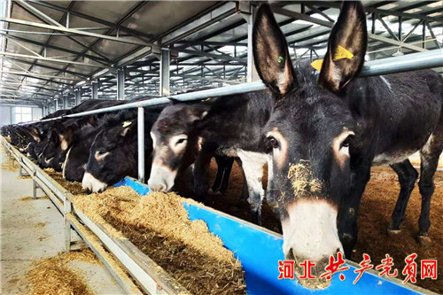 阳原小毛驴产业 (阳原小毛驴养殖)