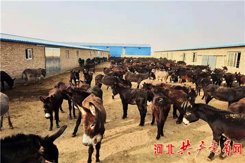 阳原小毛驴产业 (阳原小毛驴养殖)