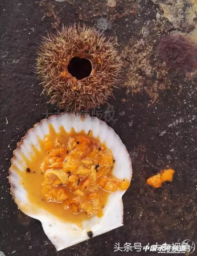 鏈濋矞榛勬捣娴烽矞,鏈濋矞娴峰煙鐗硅壊娴烽矞