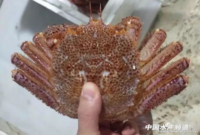 鏈濋矞榛勬捣娴烽矞,鏈濋矞娴峰煙鐗硅壊娴烽矞