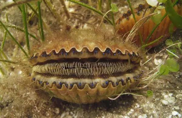 「冷知识」云比大象重、狮子爱CK香水