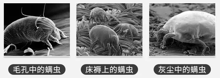 人脸上螨虫的数量,人脸上有多少螨虫
